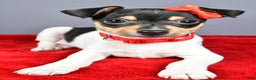 Toy Fox Terrier dogs for sale: Lucky - Ad 13