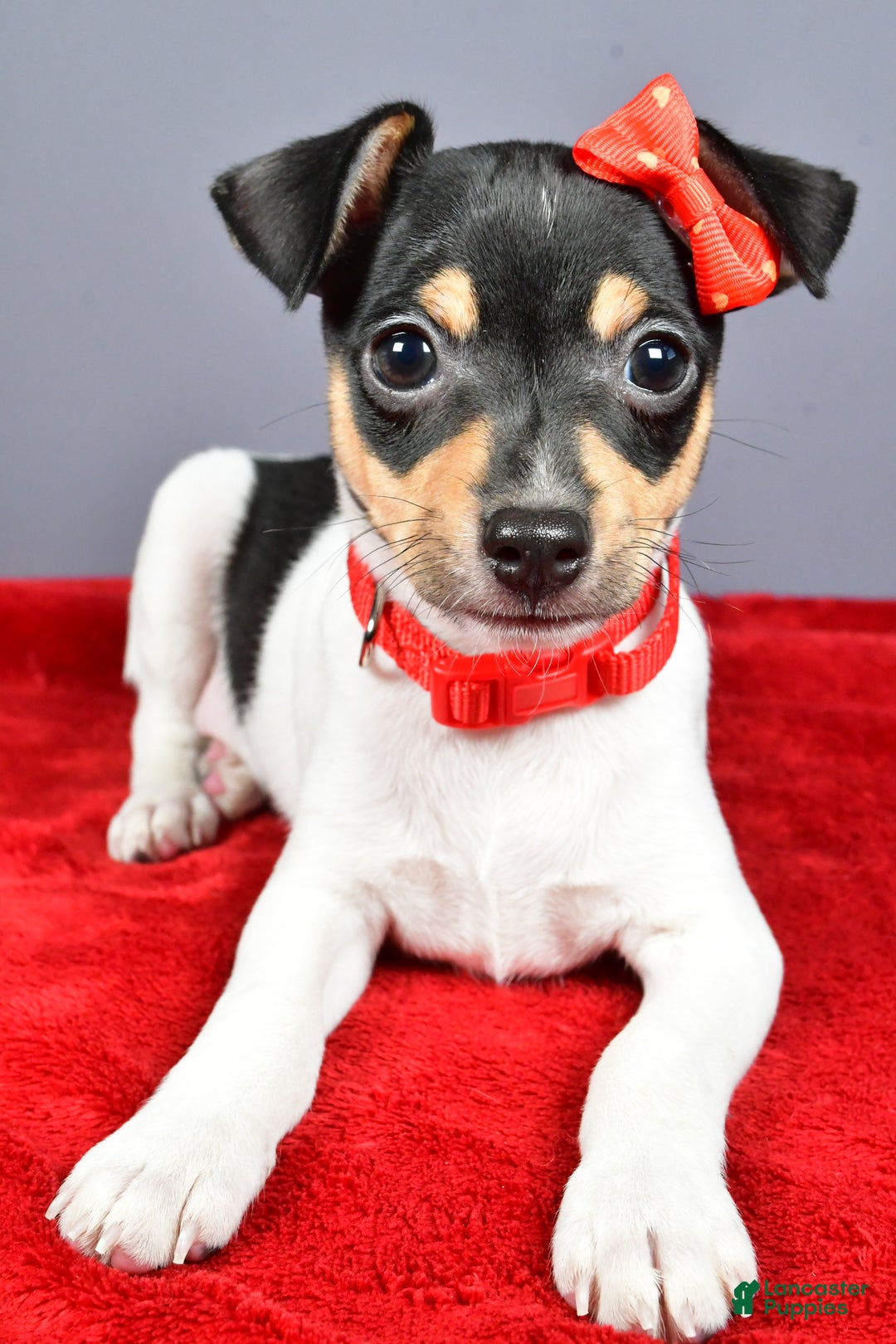Toy Fox Terrier dogs for sale: Lucky - Ad 13