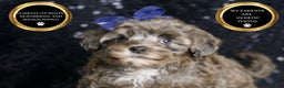 Maltipoo dogs for sale: Prince - Ad 6