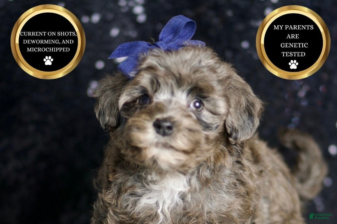 Maltipoo dogs for sale: Prince - Ad 6