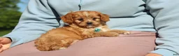 Cavapoo dogs for sale: Percy - Ad 4