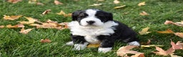 Mini Bernedoodle dogs for sale: Joy - Ad 1