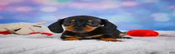 Miniature Dachshund dogs for sale: Ace - Ad 8