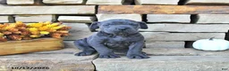 Cane Corso dogs for sale: Nova - Ad 4