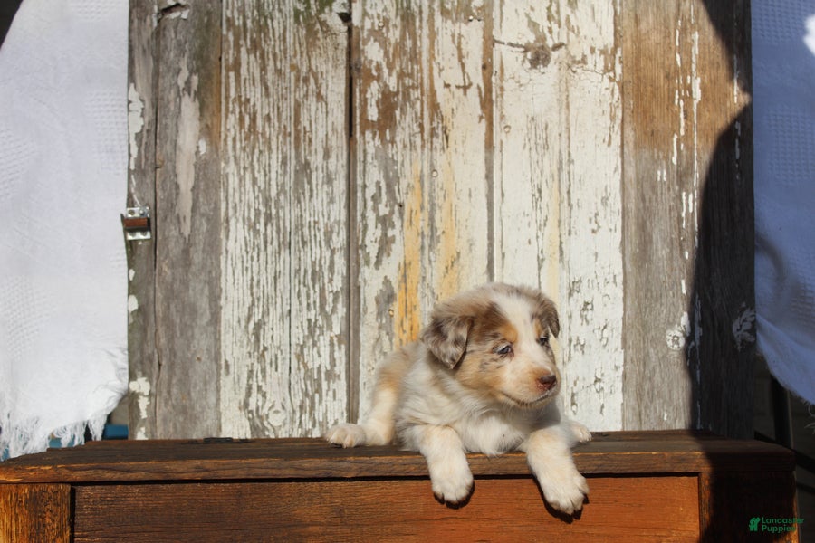 Australian Cattle Dog dogs Zeva - Ad 1