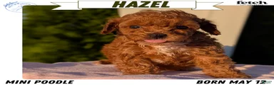Hazel