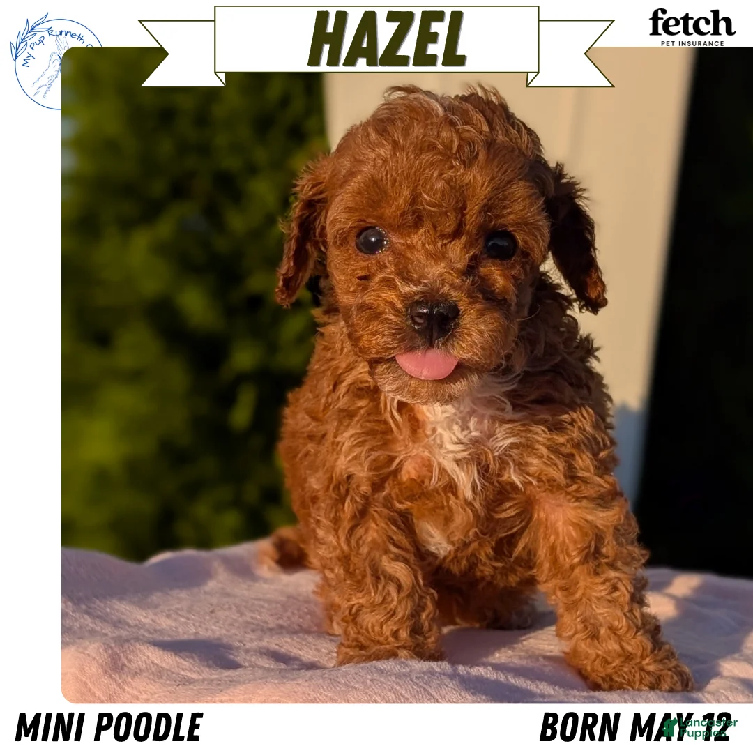 Miniature Poodle dogs for sale: Hazel - Ad 1