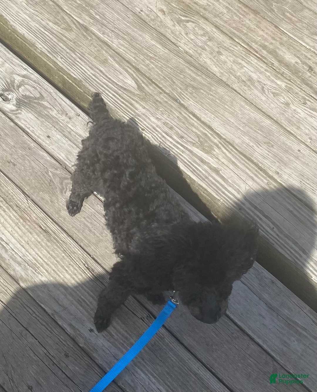 Miniature Poodle dogs for sale: Harry Houdini  - Ad 1