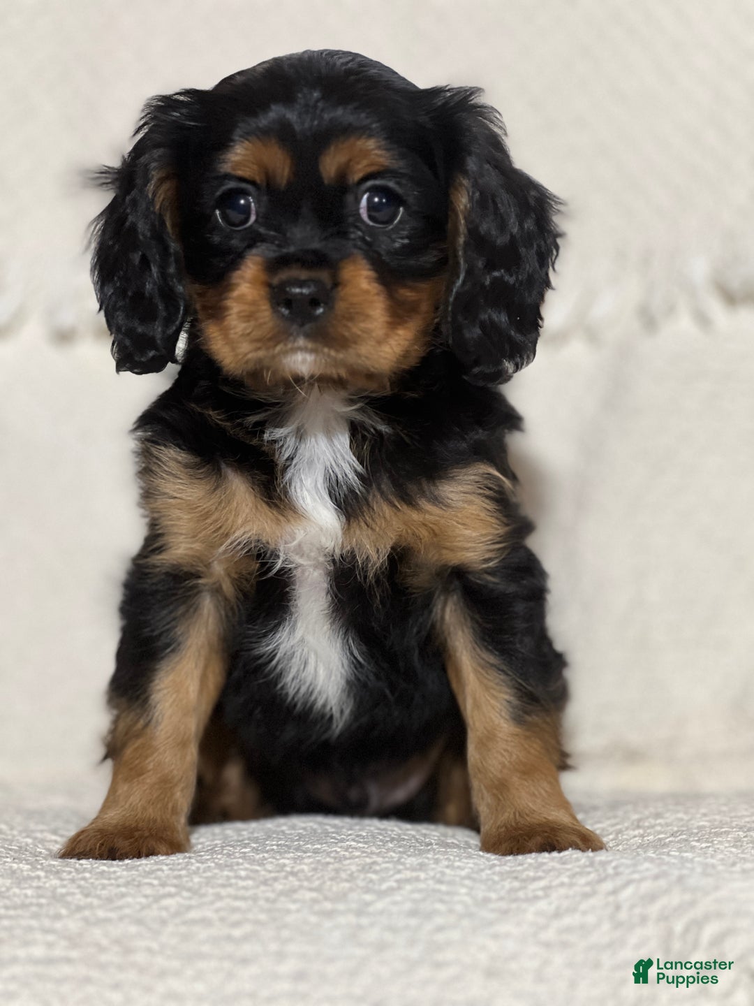 Cavalier King Charles Spaniel dogs for sale: Vince - Ad 1