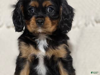 Cavalier King Charles Spaniel dogs Vince - Ad 17