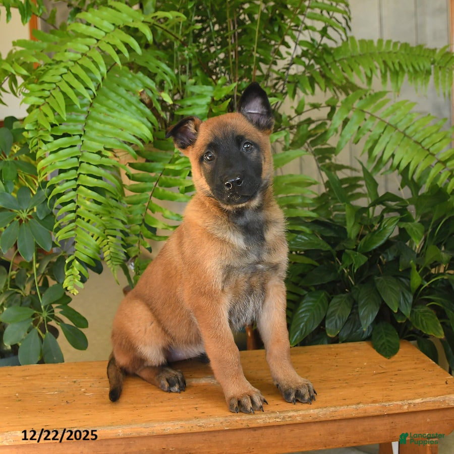 Belgian Malinois dogs Lemon - Ad 12