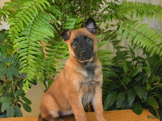 Belgian Malinois dogs Lemon - Ad 12