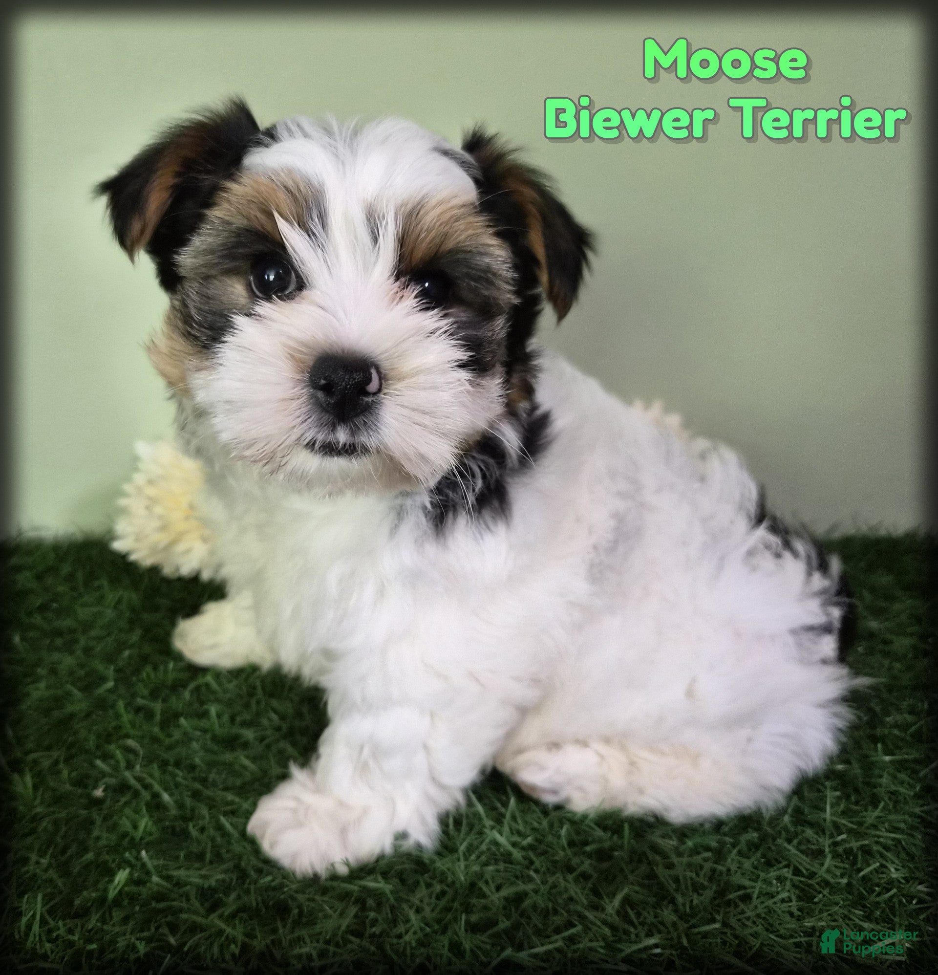 Biewer Terrier dogs Moose - Ad 1