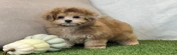 Bichpoo dogs for sale: Kona - Ad 5
