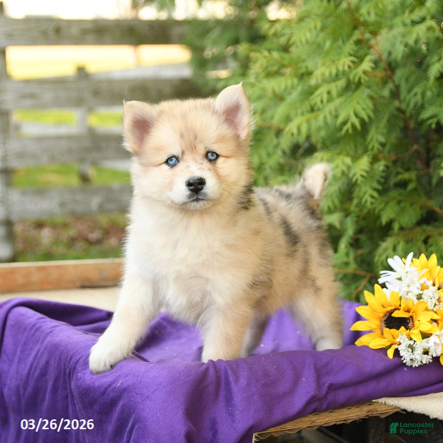 Pomsky dogs Kelly - Ad 2