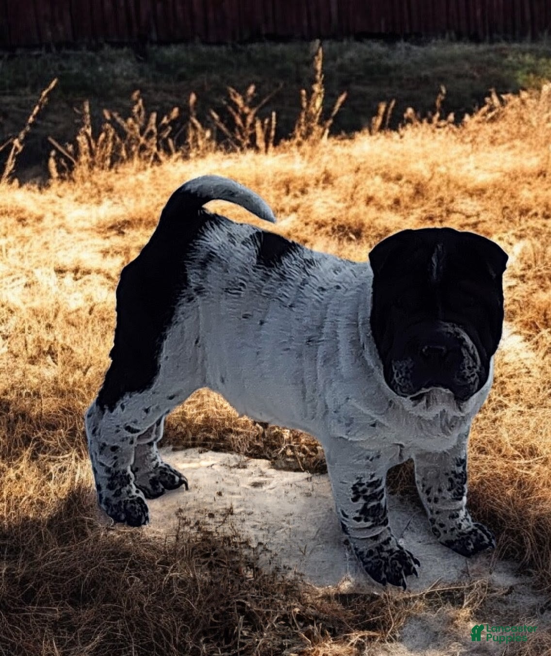 Shar Pei dogs Oreo black flower mini - Ad 3