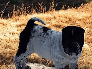 Shar Pei dogs Oreo black flower mini - Ad 3