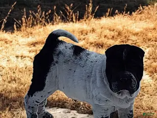 Shar Pei dogs Oreo black flower mini - Ad 1