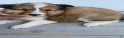 Shetland Sheepdog dogs for sale: Leif  - Ad 2