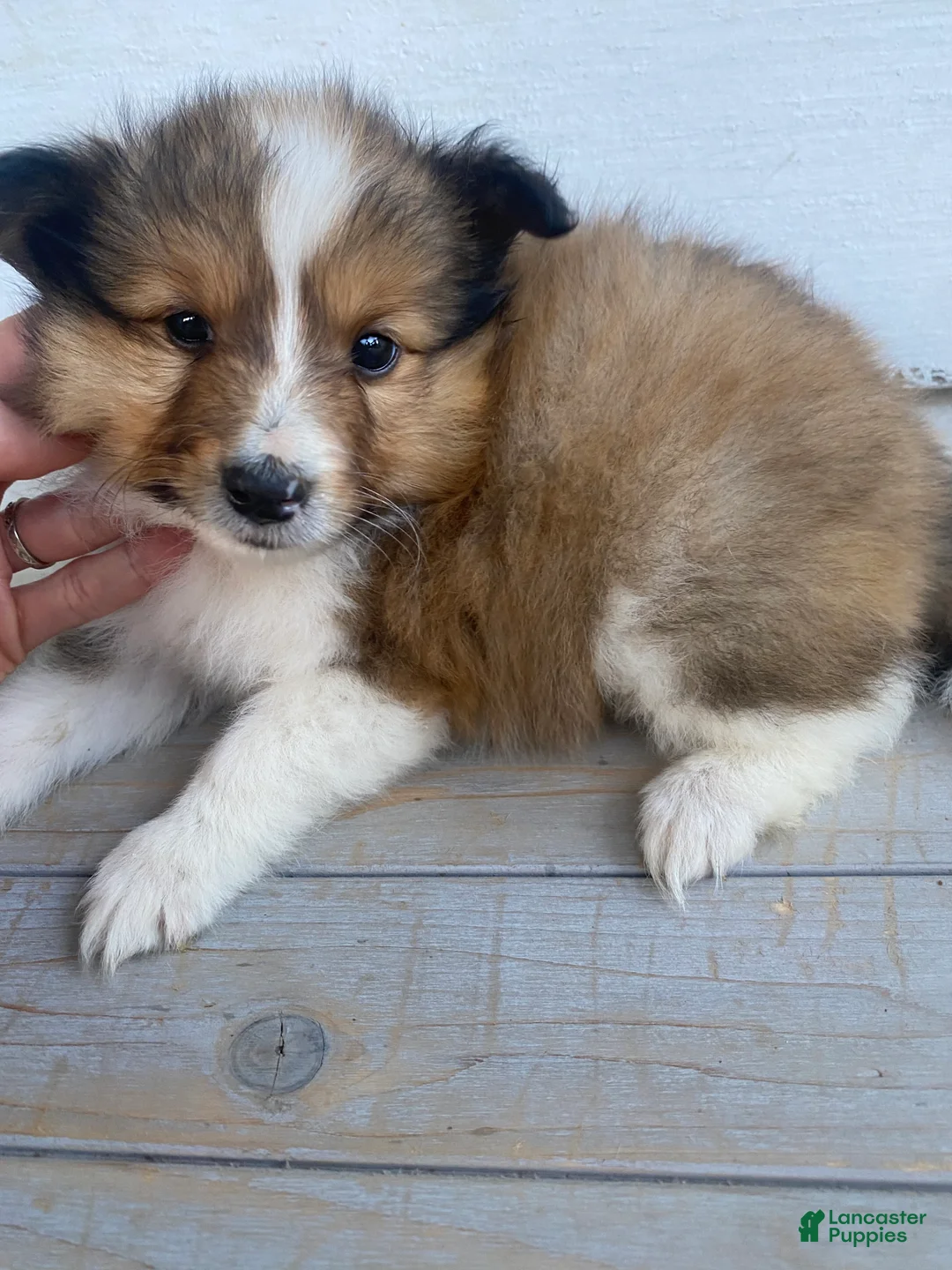 Shetland Sheepdog dogs for sale: Leif  - Ad 2