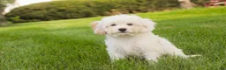 Mixed Breed dogs for sale: Smurf MUNCHKIN BERNEDOODLE - Ad 6