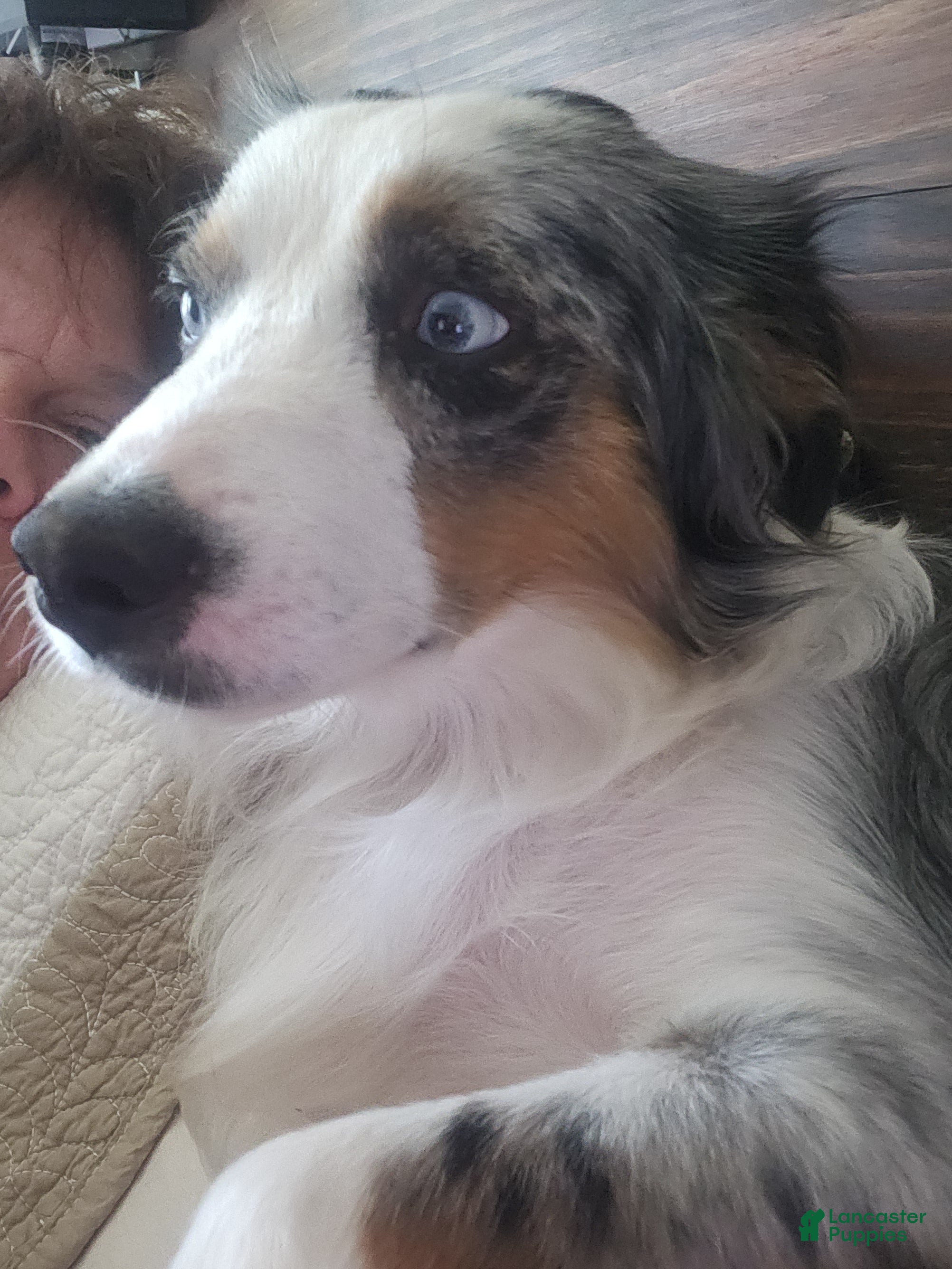 Miniature Australian Shepherd dogs Miniature Australian Shepherd Puppy 4 - Ad 2