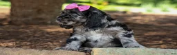 Cocker Spaniel dogs for sale: Bella 🐶💗 - Ad 8
