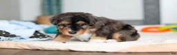 Mini Bernedoodle dogs for sale: Duke - Ad 4