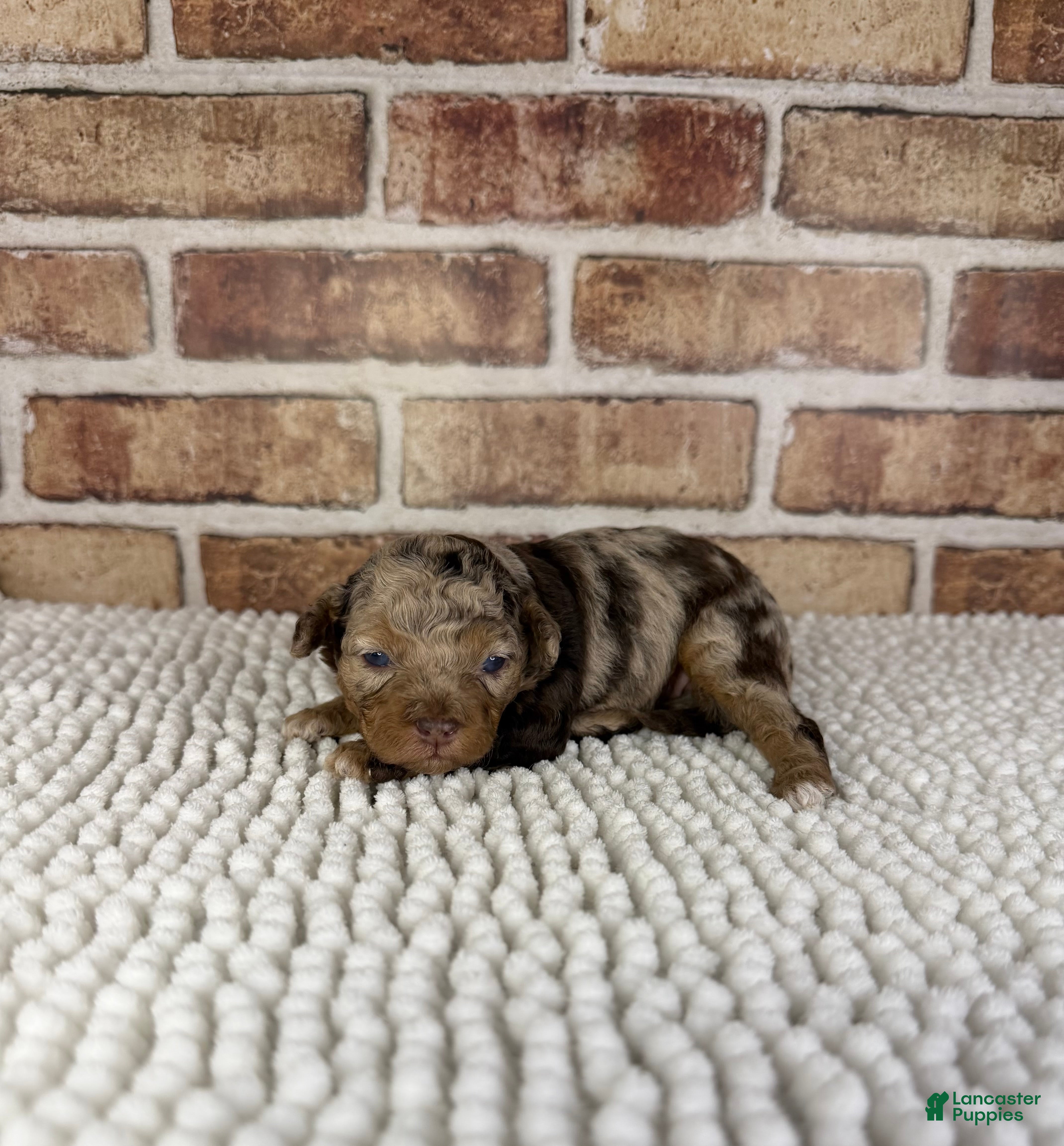 Mini Aussiedoodle dogs Tizzy - Ad 16