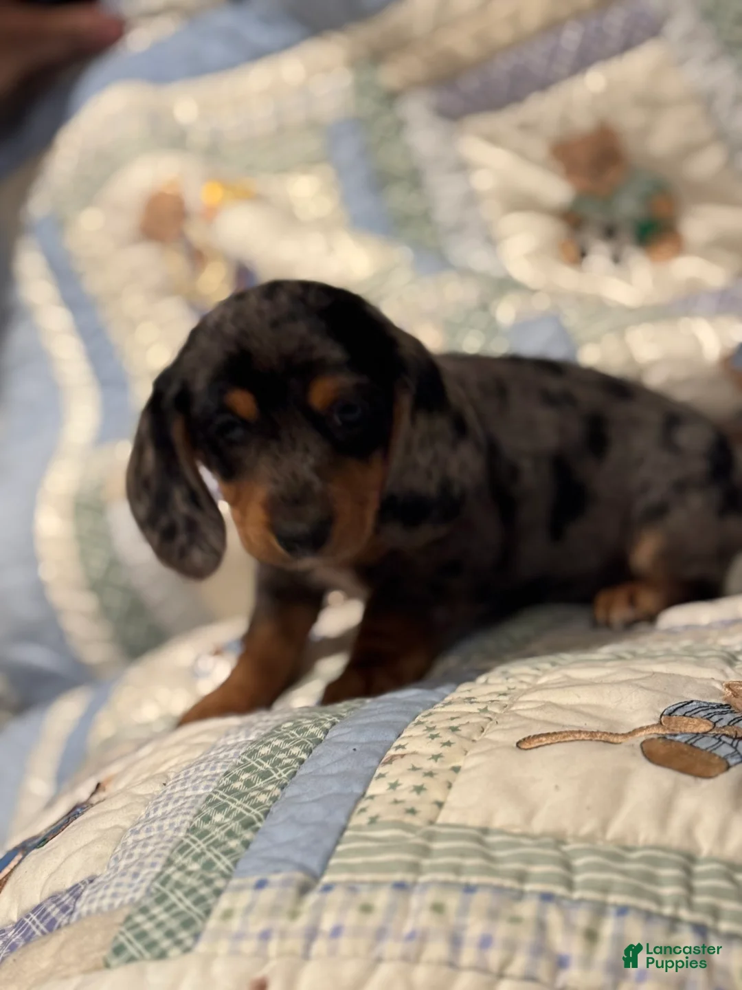 Mixed Breed dogs for sale: Violet - Ad 3