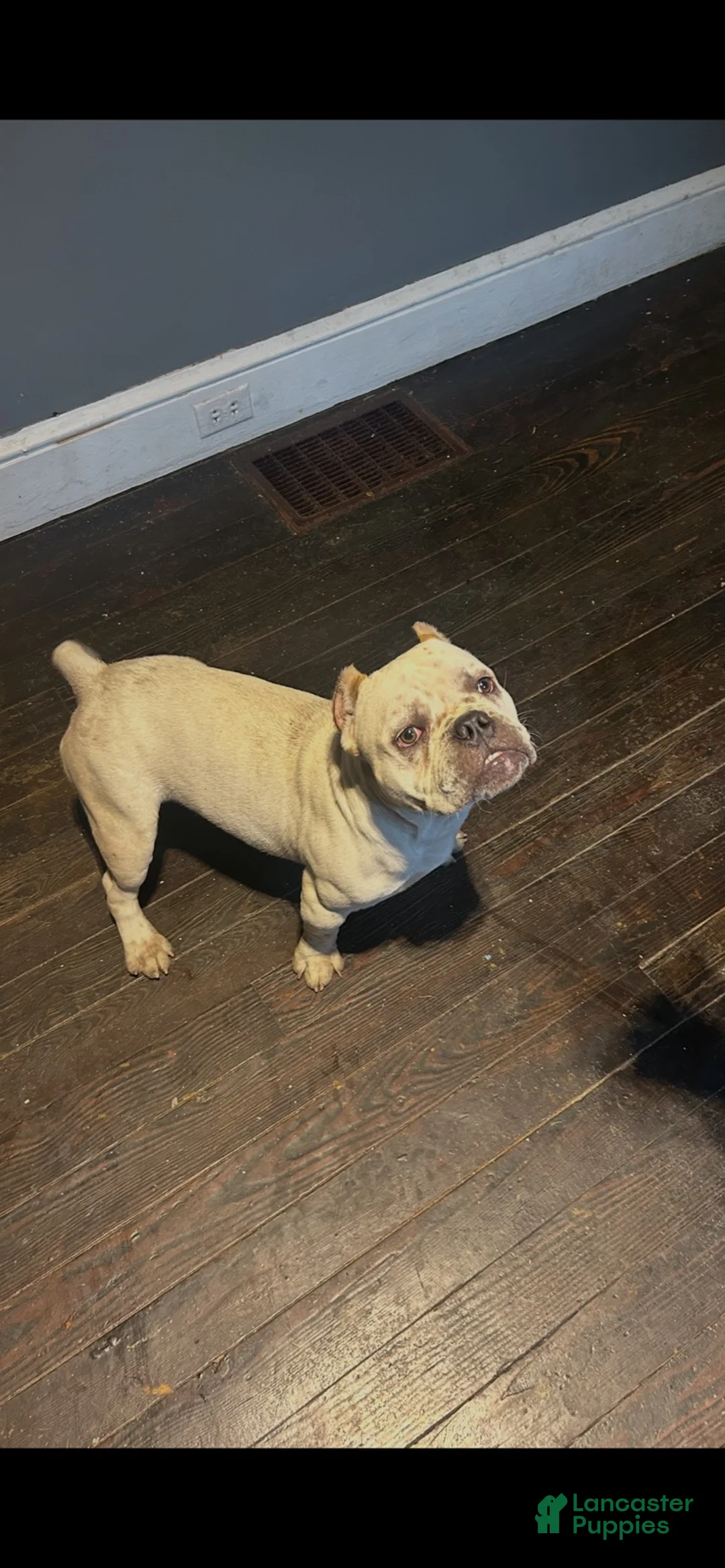 American Pit Bull Terrier dogs for sale: American Pit Bull Terrier Puppy 1 - Ad 5