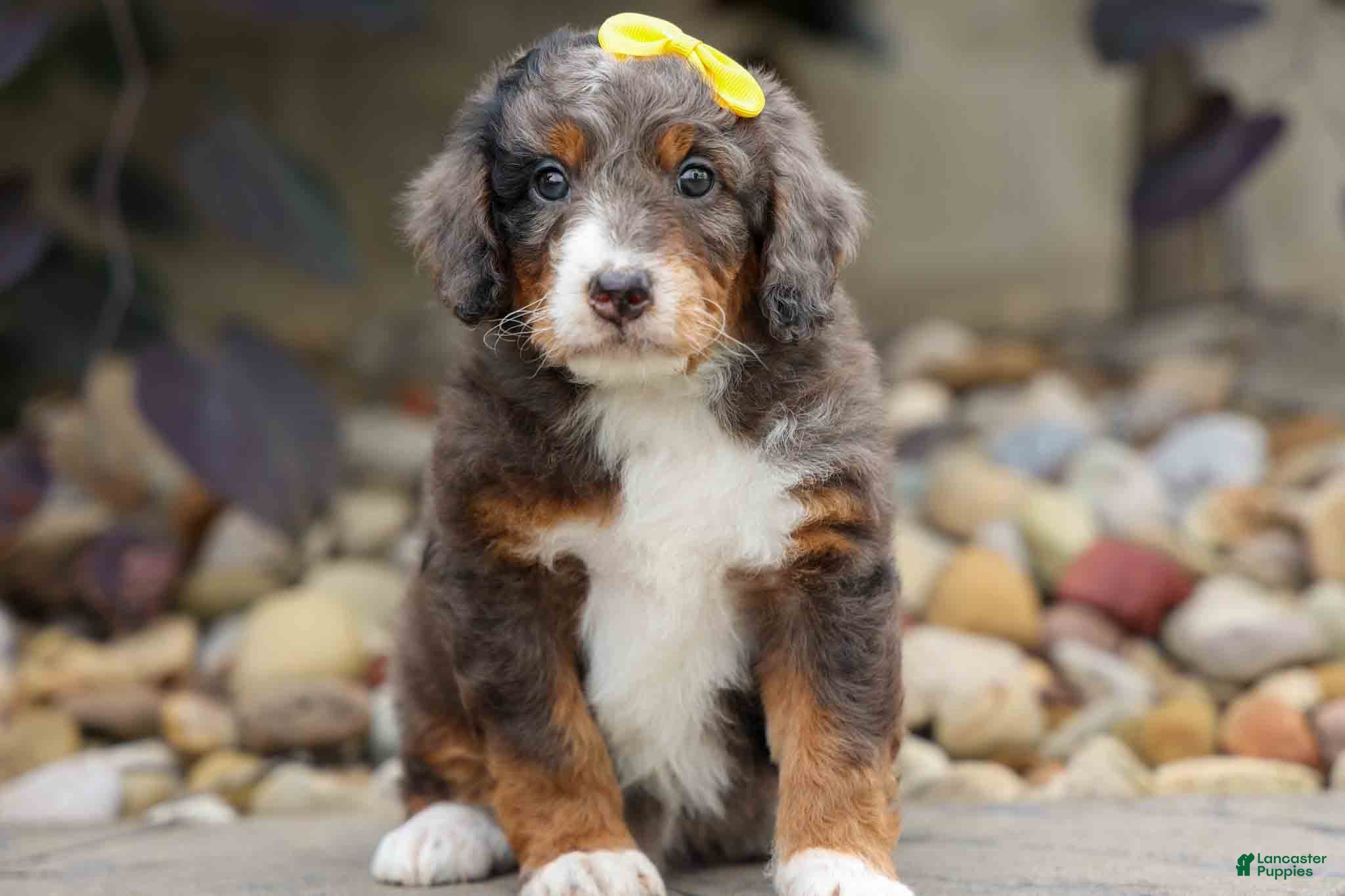 Mini Bernedoodle dogs Jasper 🐾 🦴 - Ad 1