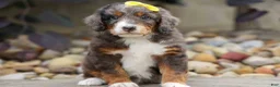 Mini Bernedoodle dogs for sale: Jasper 🐾 🦴 - Ad 1