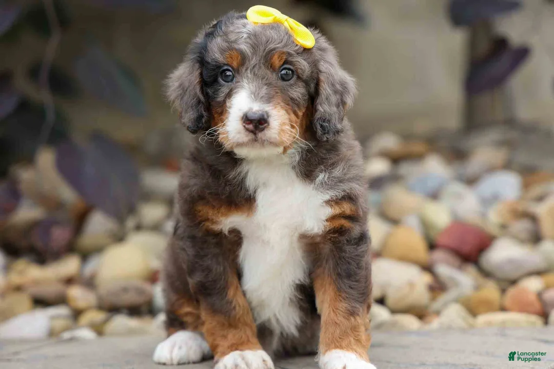 Mini Bernedoodle dogs for sale: Jasper 🐾 🦴 - Ad 1