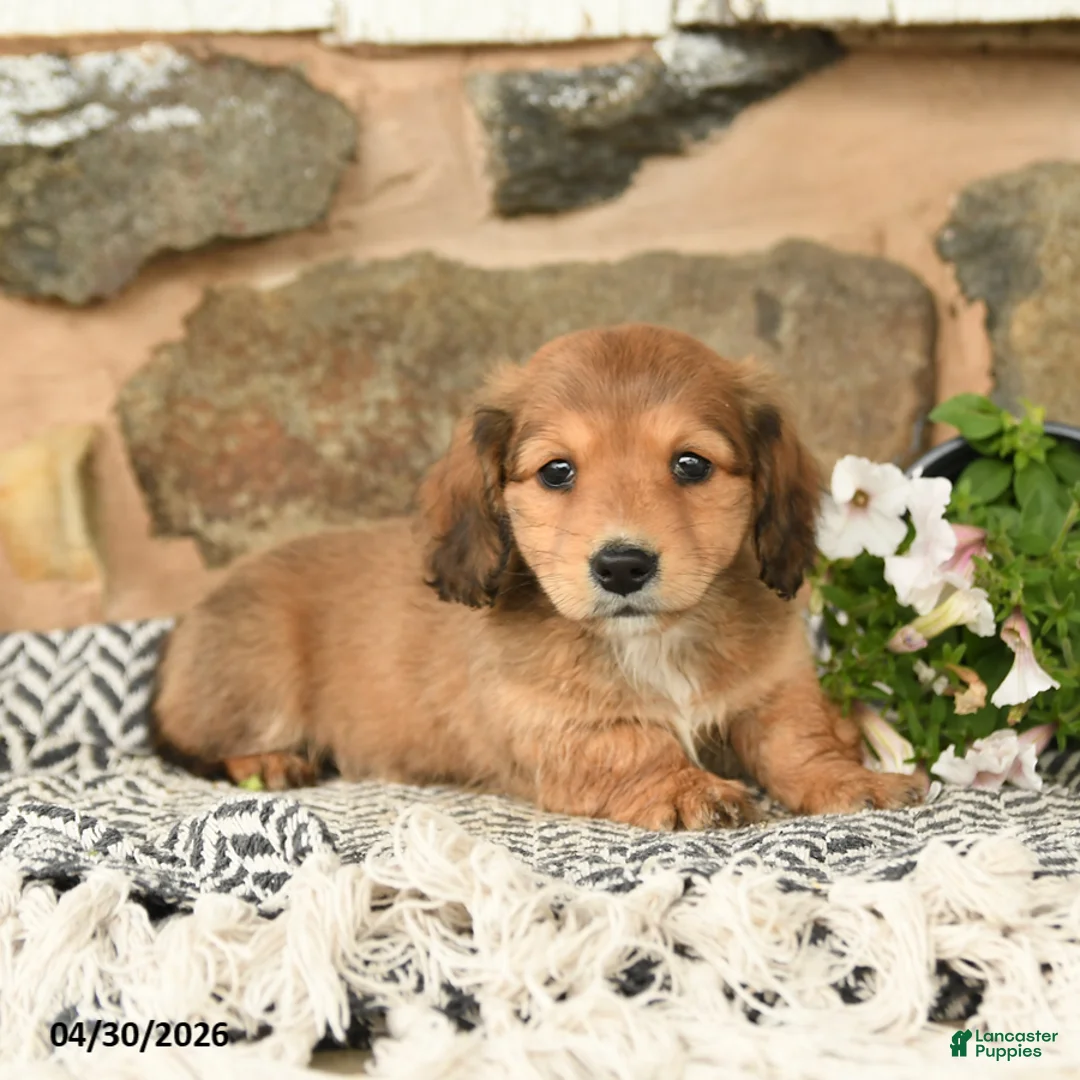Miniature Dachshund dogs for sale: King - Ad 1