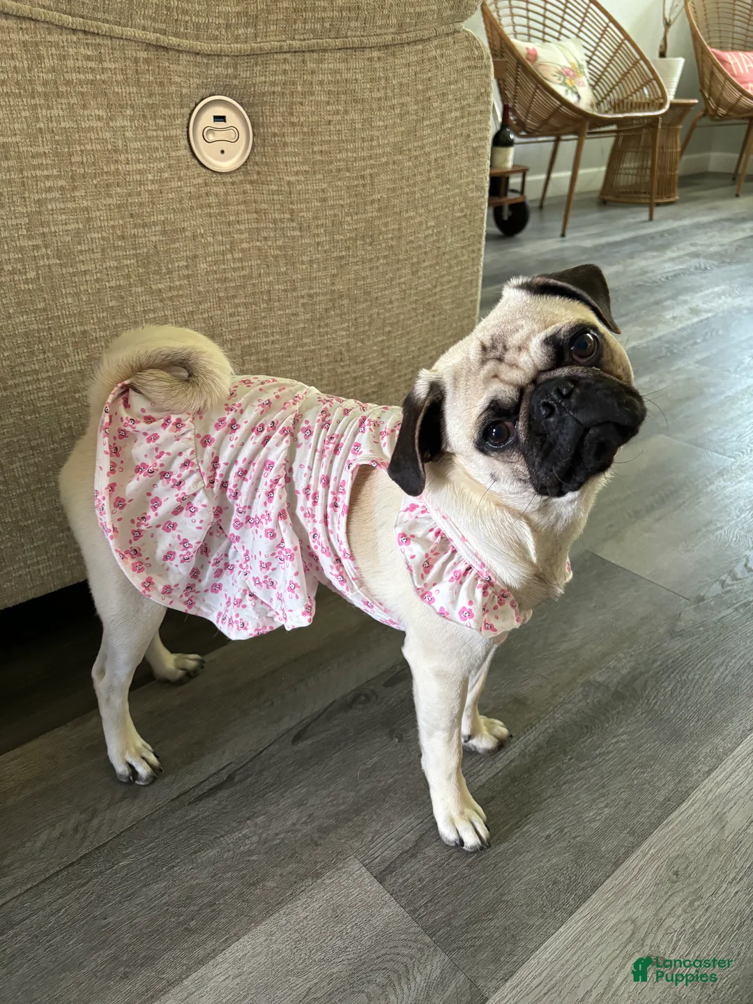 Mixed Breed dogs for sale: Mixed Breed Puppy 1 - Ad 2