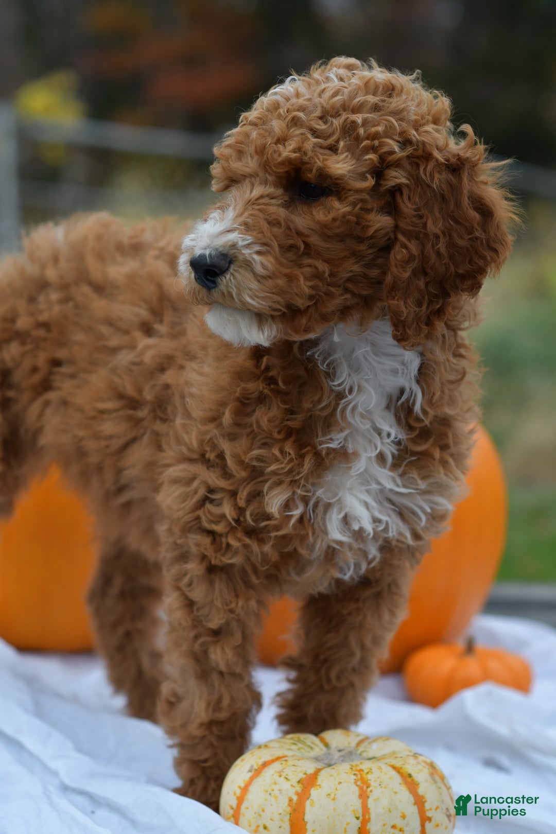 Standard Poodle dogs for sale: Candy - Ad 4