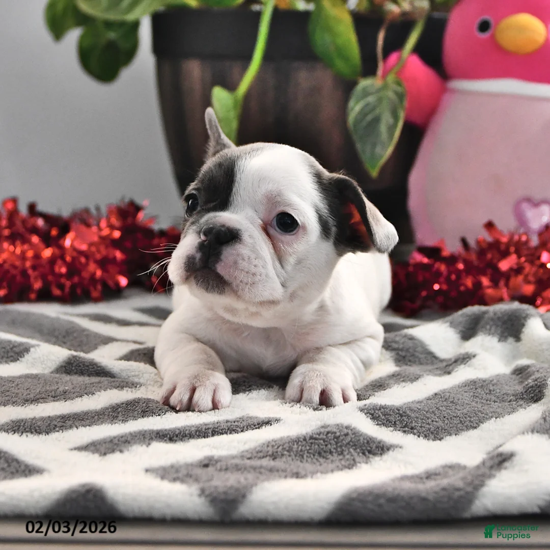 French Bulldog dogs for sale: Flora   - Ad 3