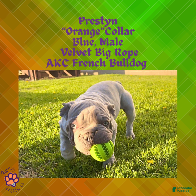 French Bulldog dogs for sale: Prestyn “ Orange” Collar, Male - Ad 2