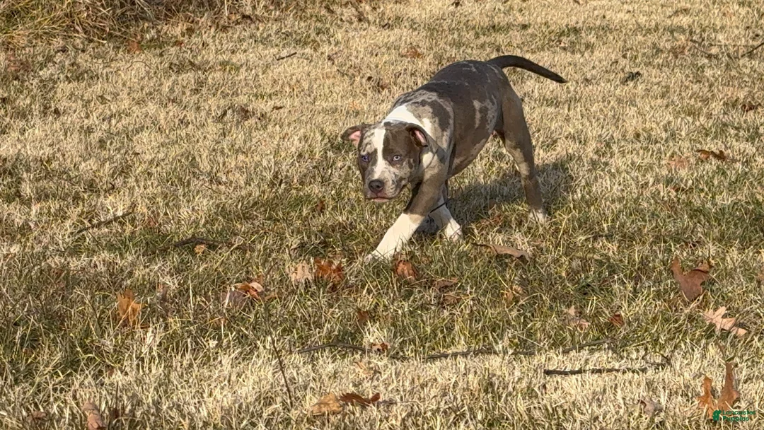 American Bully dogs for sale: Greyjoy  - Ad 6