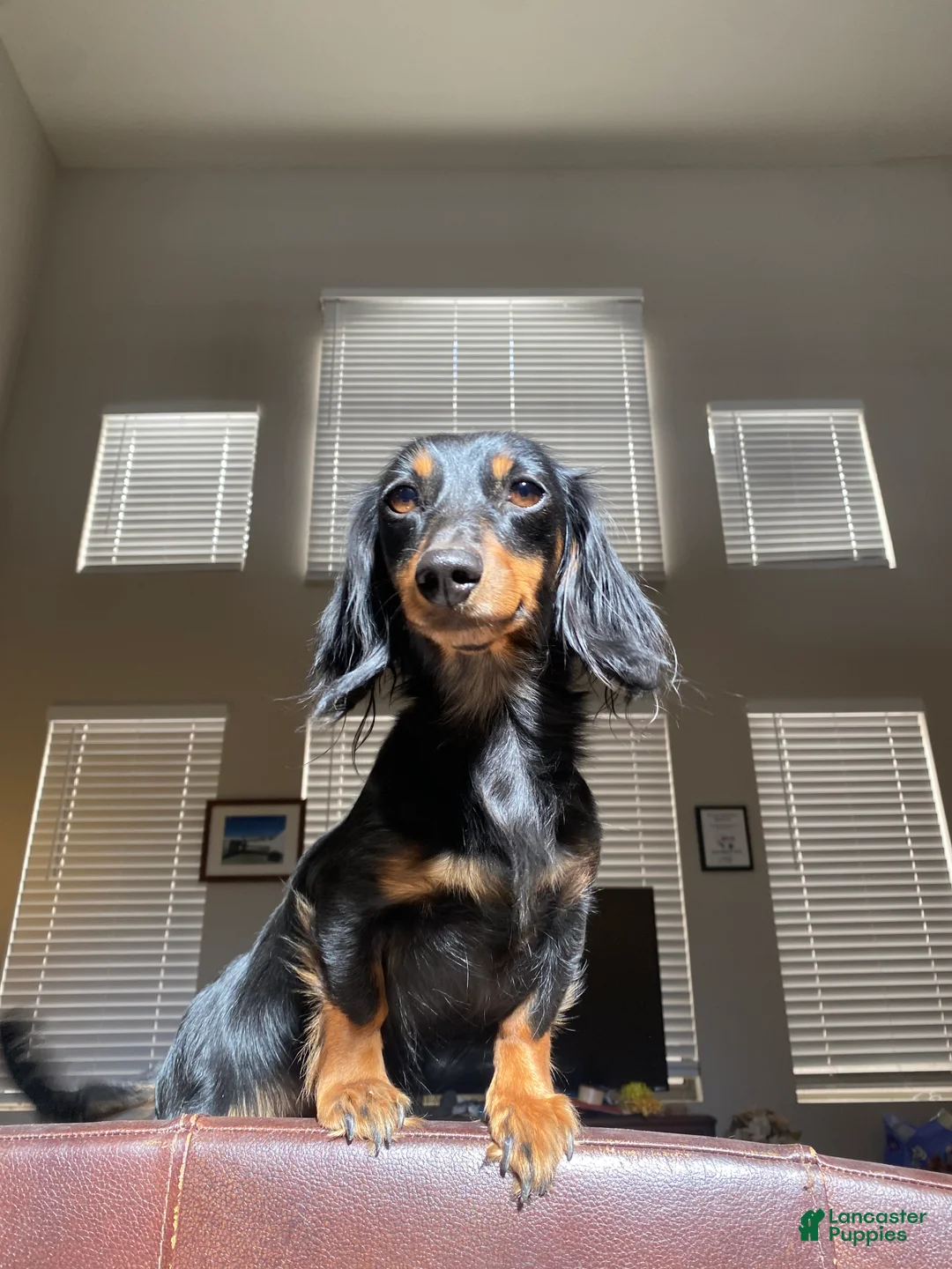 Miniature Dachshund dogs for sale: Miniature Dachshund Puppy 3 - Ad 11