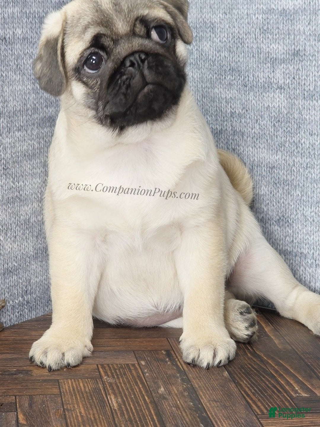 Pug dogs for sale: Best Friend for Life - Brady- Memoriable Christmas Puppy! - Ad 23