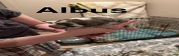 Great Dane dogs for sale: Great Dane 4 - Ad 1