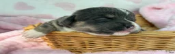 Mixed Breed dogs for sale: Bluie Full tail - Ad 3