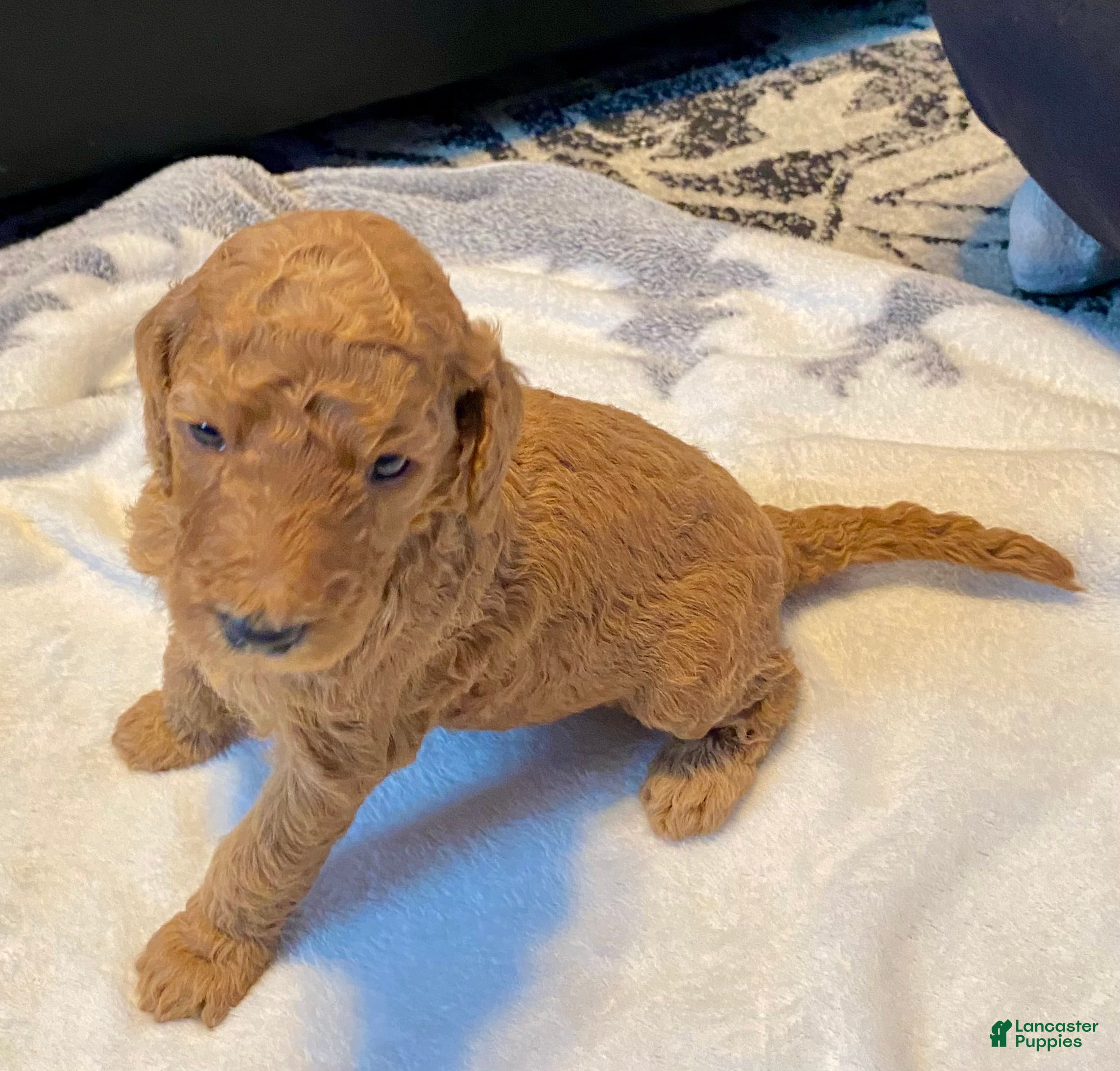 Standard Poodle dogs for sale: Andy - Ad 1