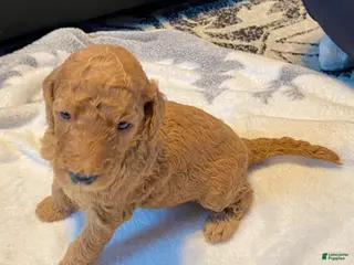 Standard Poodle dogs for sale: Andy - Ad 1