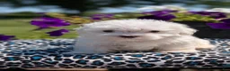 Maltese dogs for sale: Teddy - Ad 3