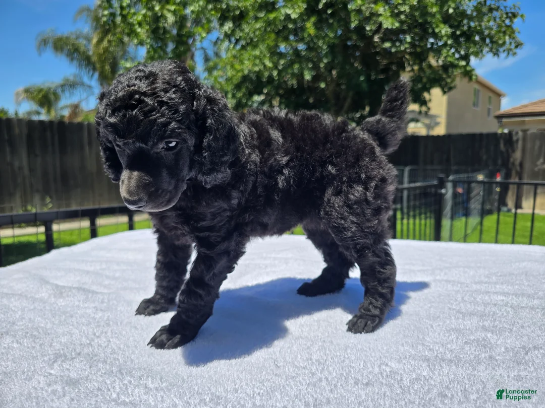 Standard Poodle dogs for sale: Standard Poodle Female - Ad 3