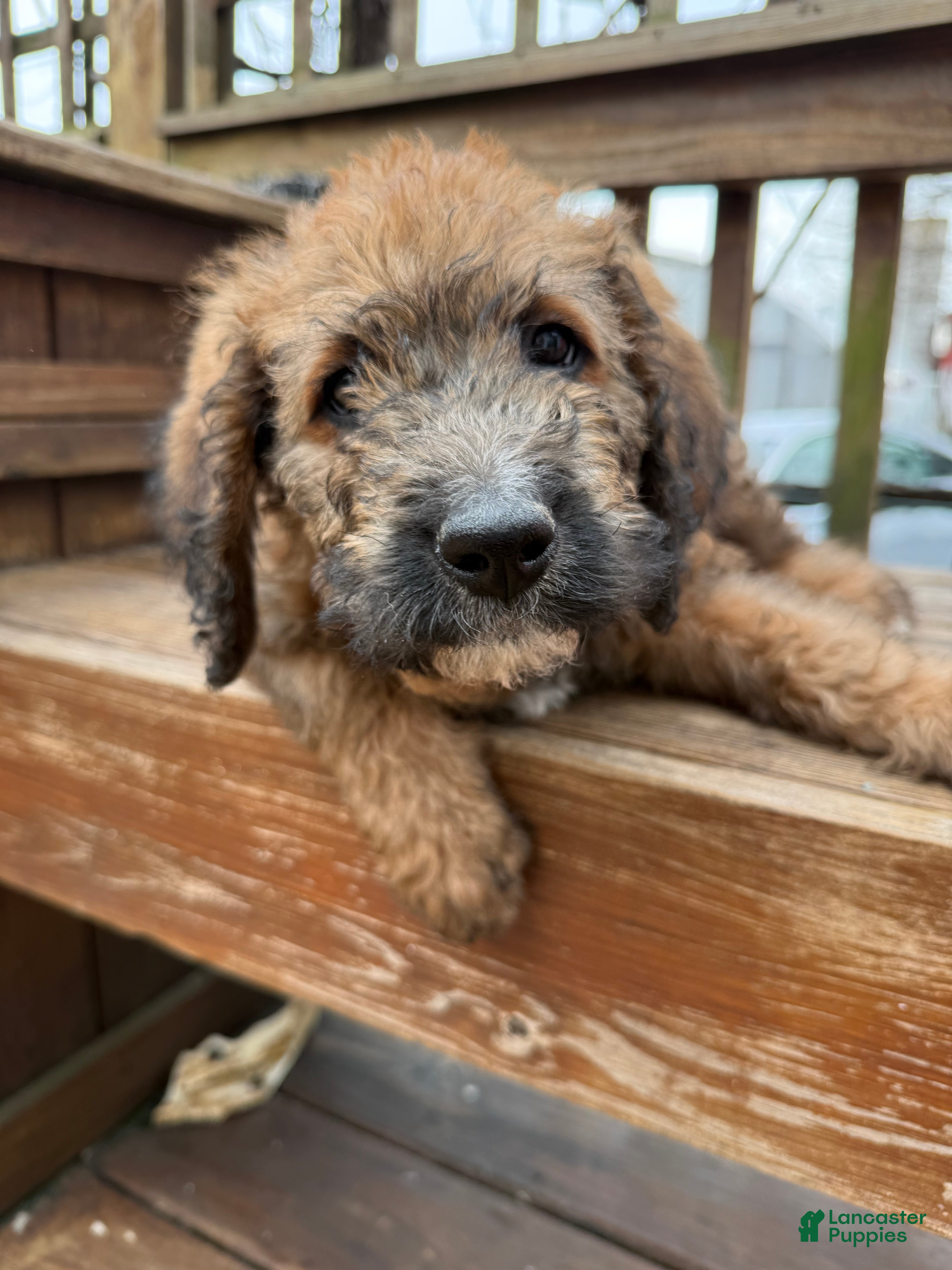 Mixed Breed dogs Brownie - Ad 1