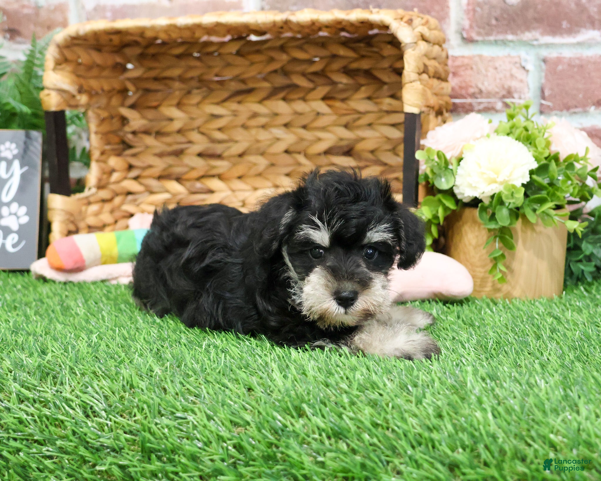 Miniature Schnauzer dogs Angel - Ad 40